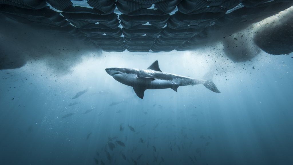 A great white shark swims beneath the surface, with sunlight filtering through structures and particles suspended in the water above.