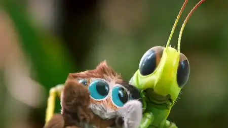 A close-up of a small, brown, furry spider with large blue eyes next to a green grasshopper.